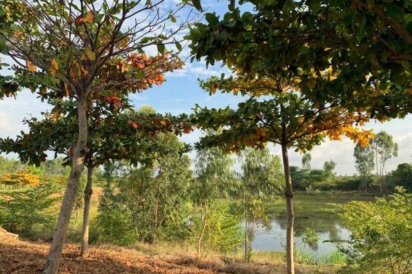 Indian almond trees
